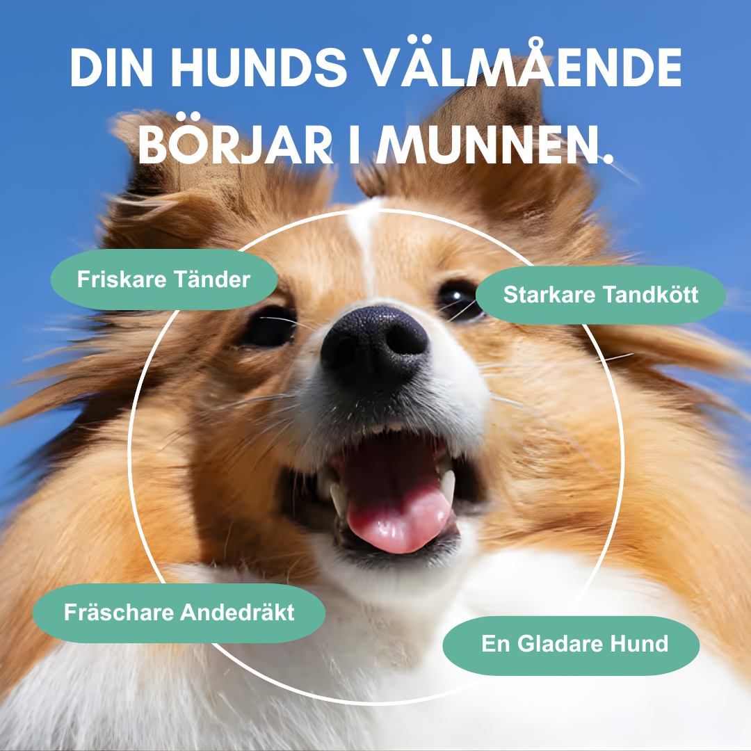 TandBalans Pulvret™ -  För Bättre Munhälsa
