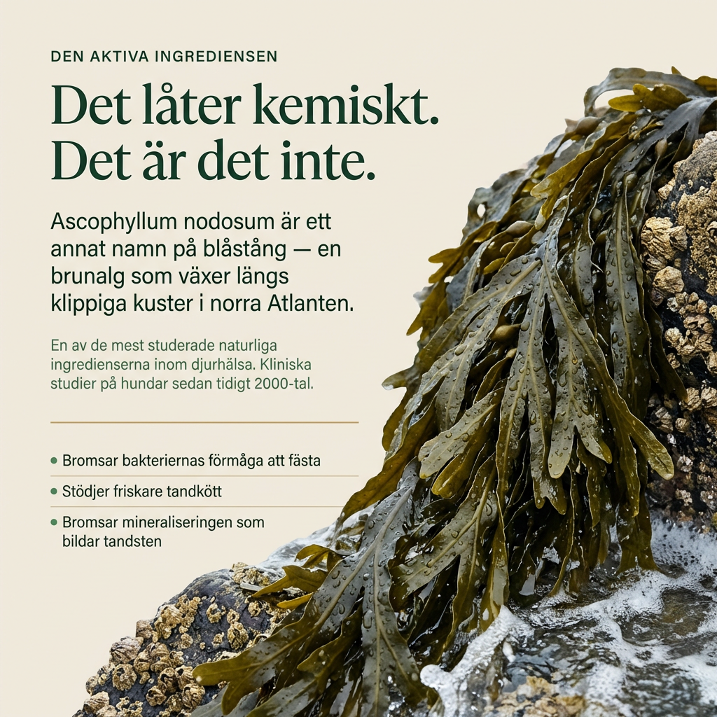 TandBalans™ -  Det naturliga tandstödet moderna hundar saknar