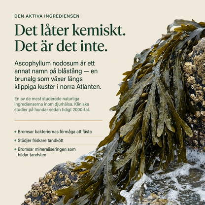 TandBalans™ -  Det naturliga tandstödet moderna hundar saknar